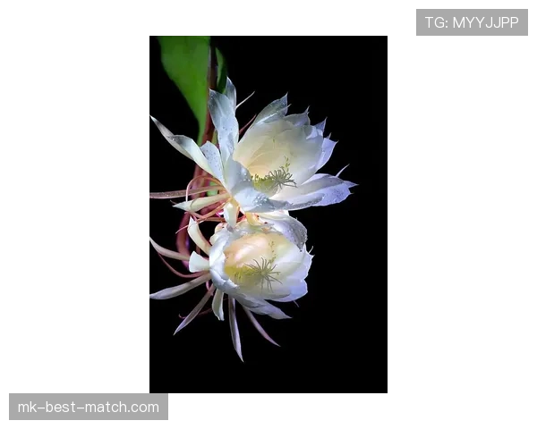 本泽马爆发是否昙花一现?状态可持续性分析 本泽马爆发是否昙花一现?状态可持续性分析